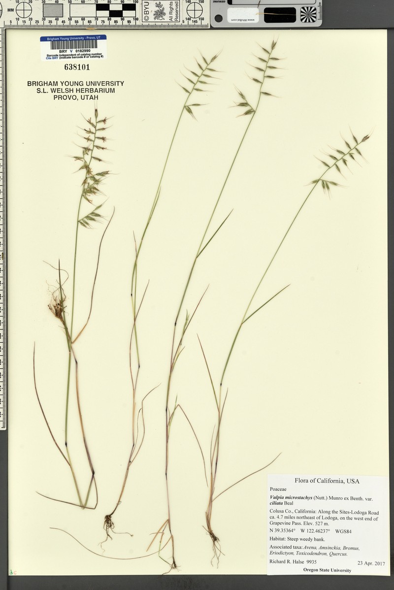 Festuca microstachys var. ciliata photo 2