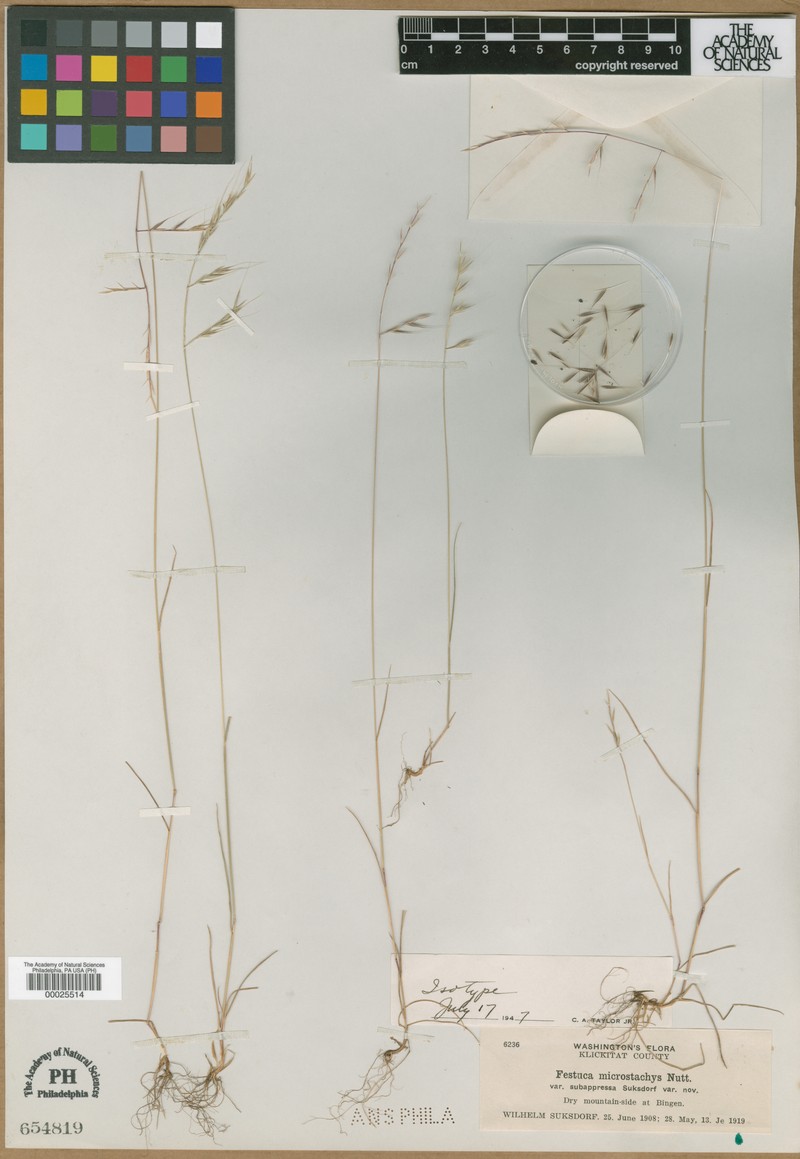 Festuca microstachys var. microstachys