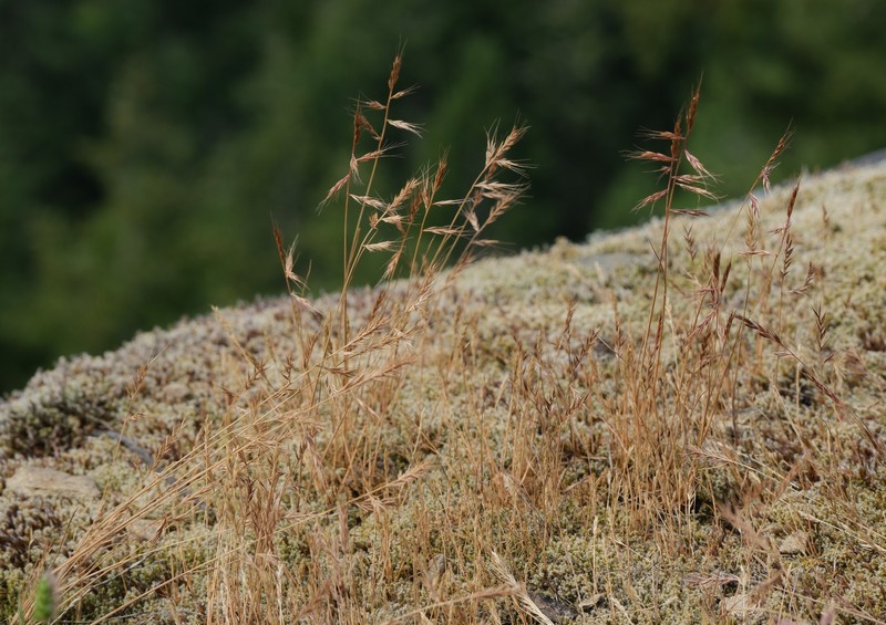 Festuca microstachys var. pauciflora