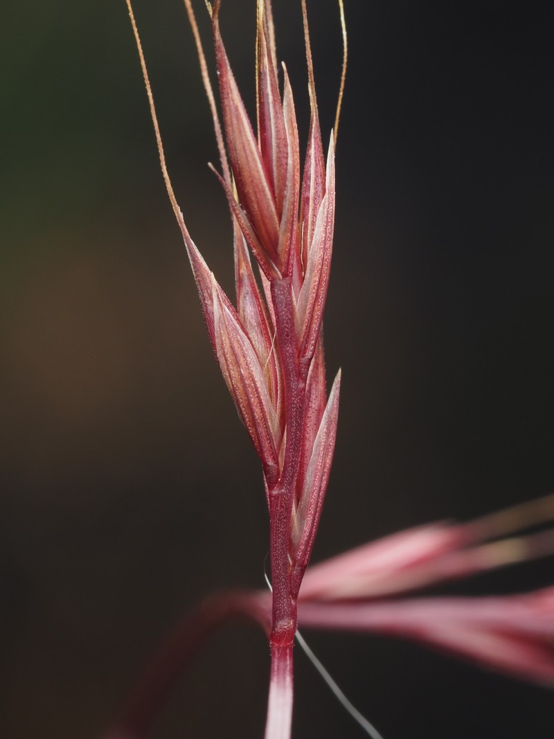 Festuca microstachys var. pauciflora photo 2