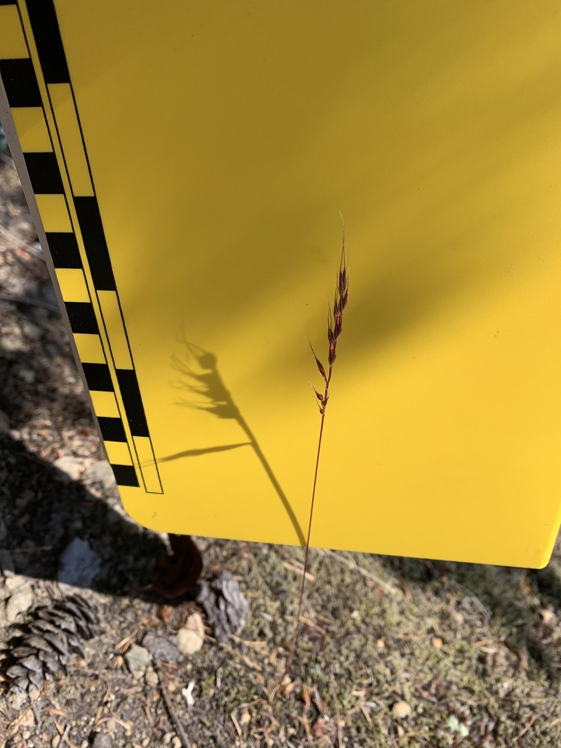 Festuca microstachys var. pauciflora photo 3