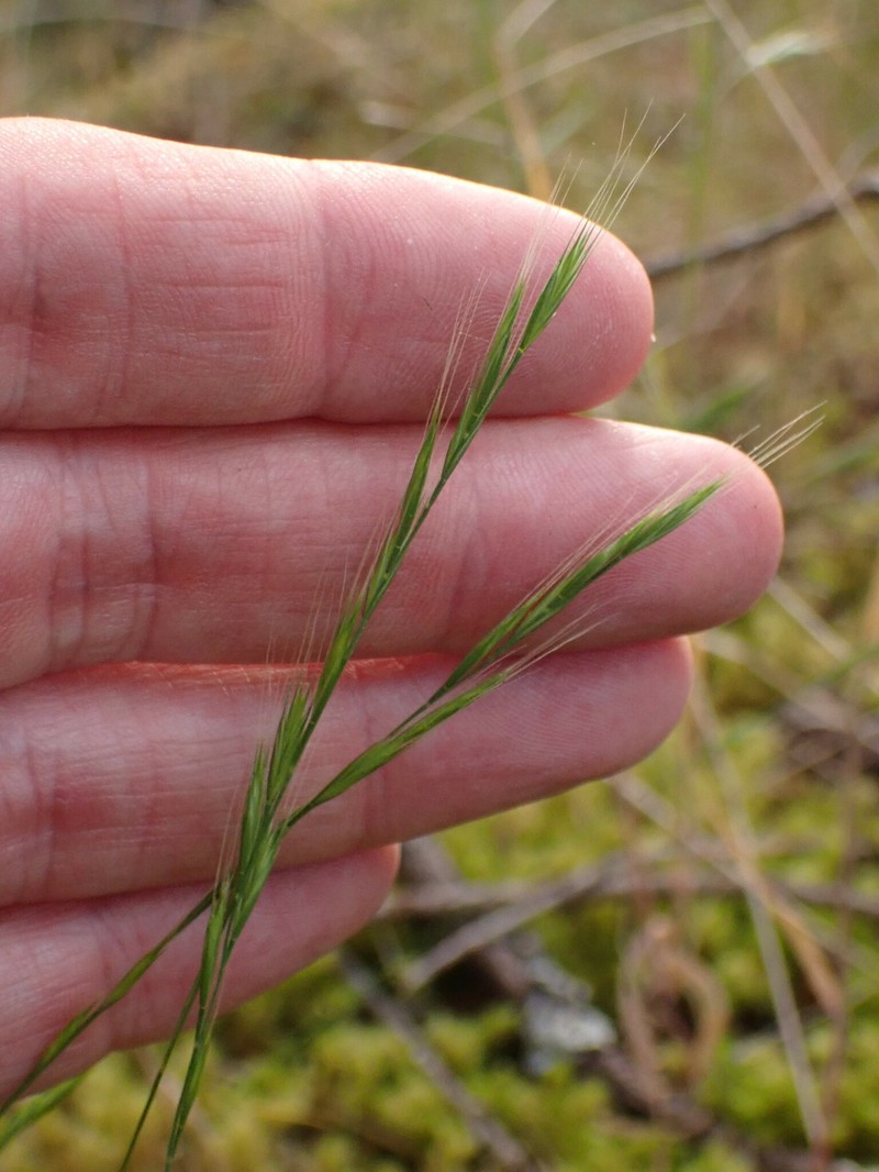 Festuca microstachys var. pauciflora photo 4