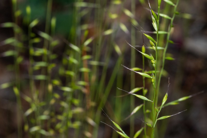 Festuca microstachys var. pauciflora photo 5
