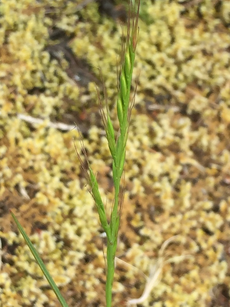 Festuca microstachys var. pauciflora photo 6