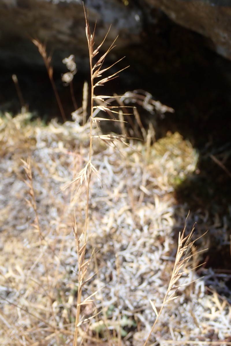 Festuca microstachys var. pauciflora photo 7