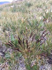 Smallflower Fescue