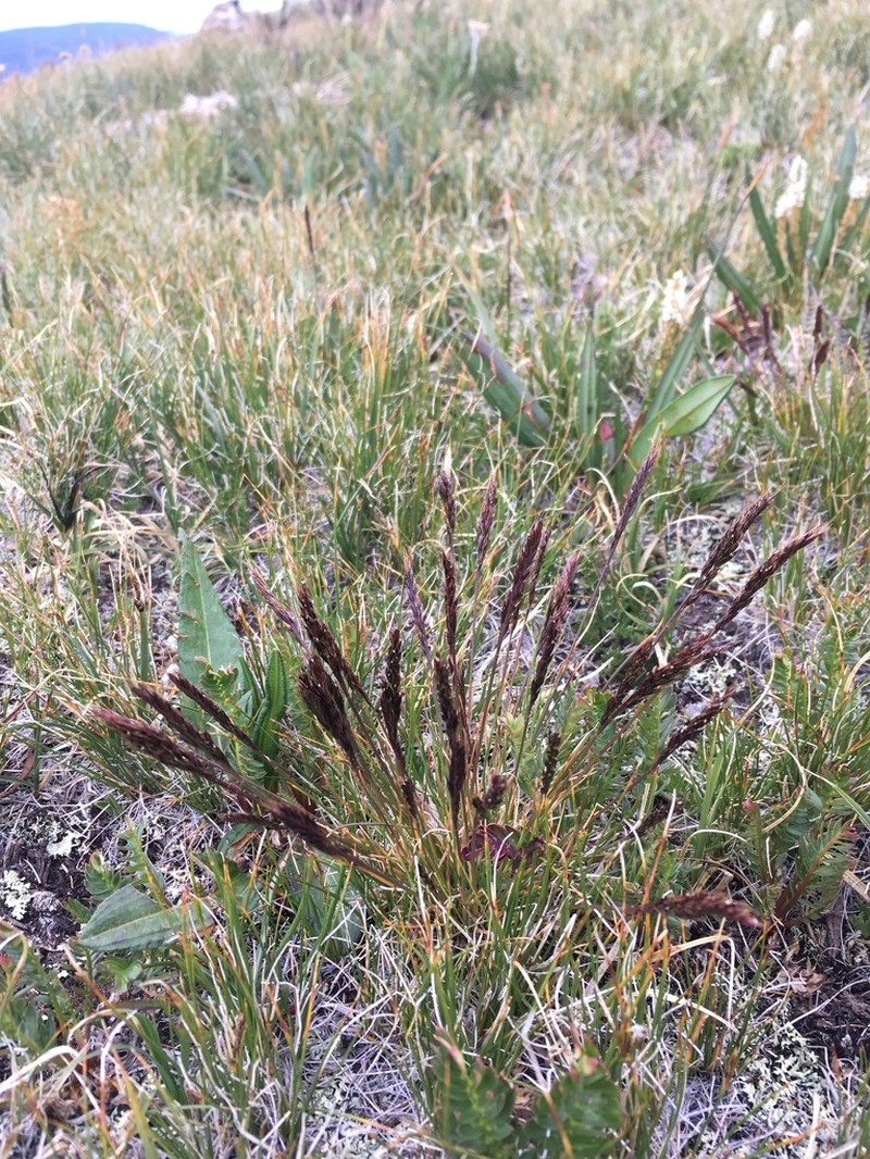 Smallflower Fescue