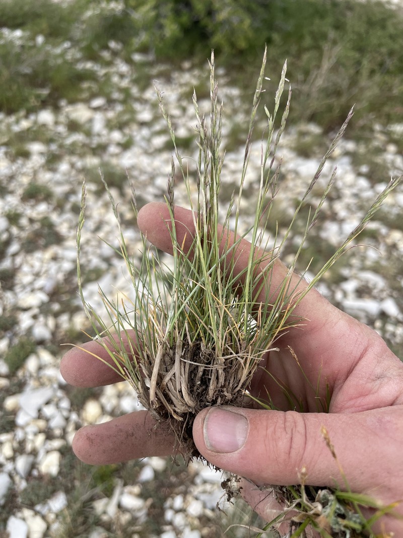Smallflower Fescue photo 3