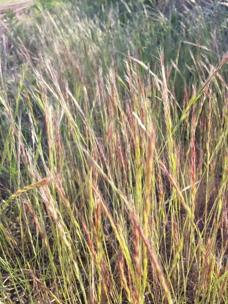 Vulpia myuros photo 8