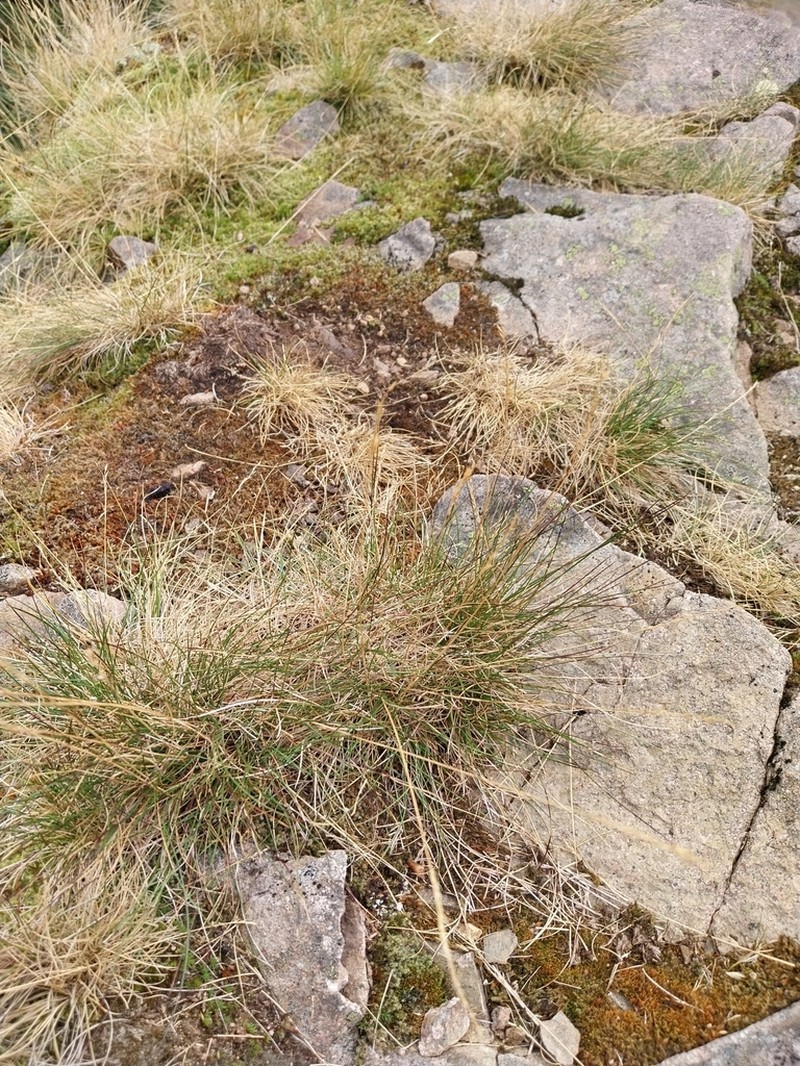 Festuca niphobioides