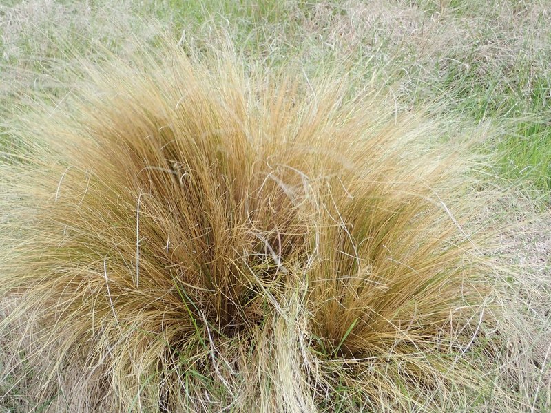 Festuca novae-zelandiae