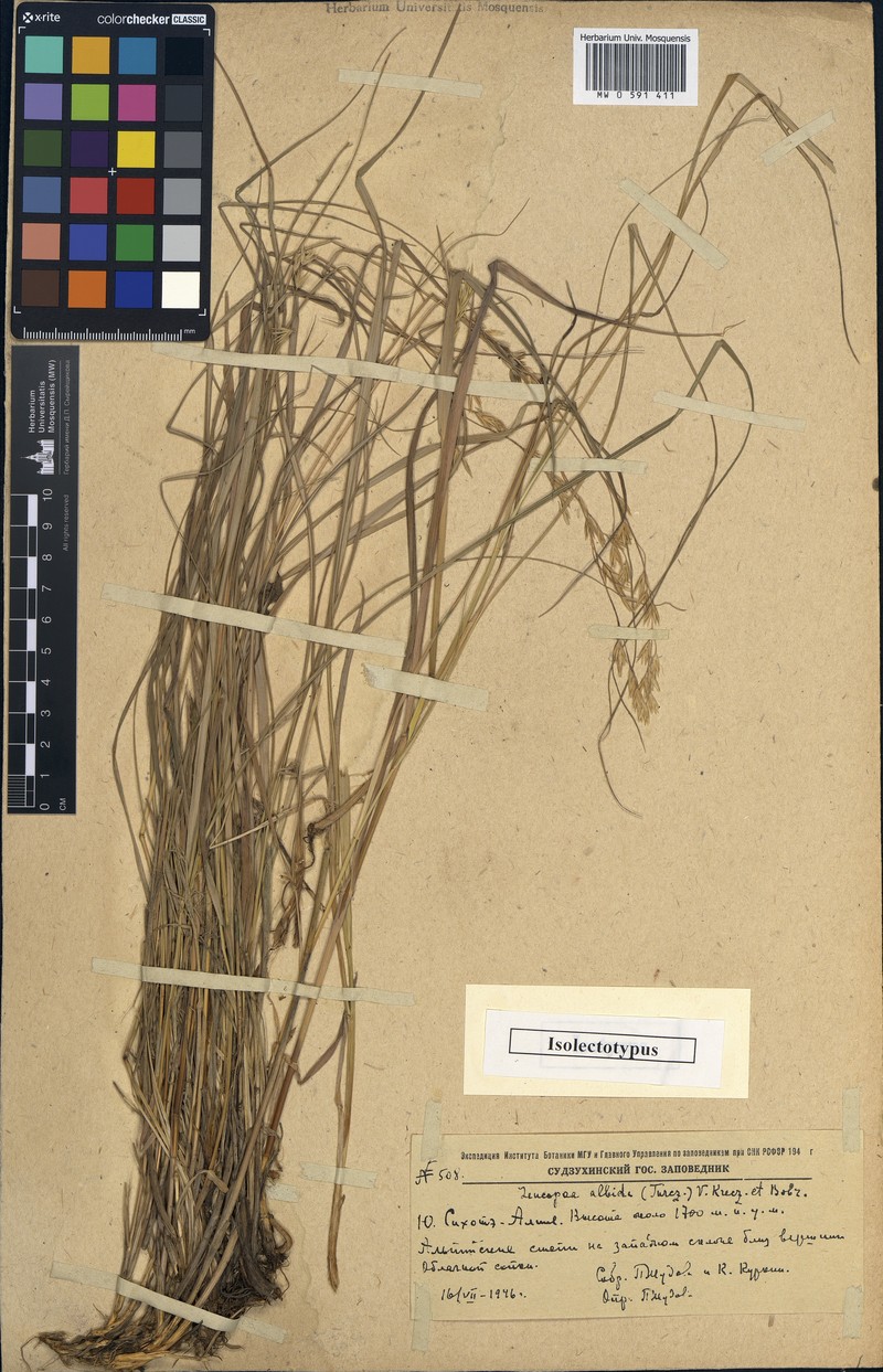 Festuca nuda