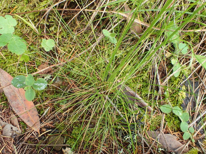 Western Fescue