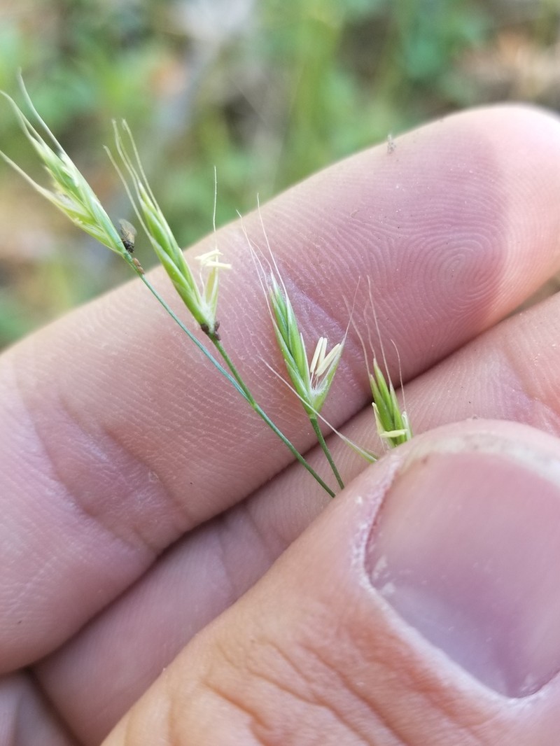 Western Fescue photo 4