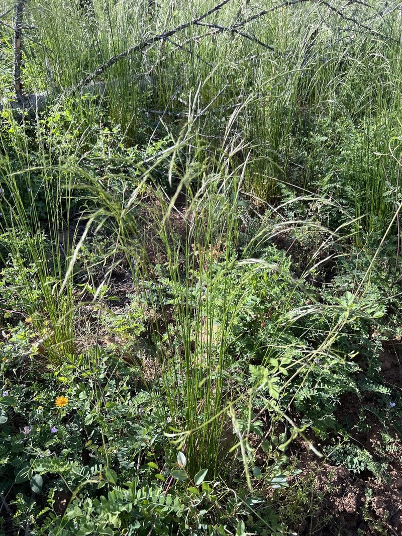 Western Fescue photo 7