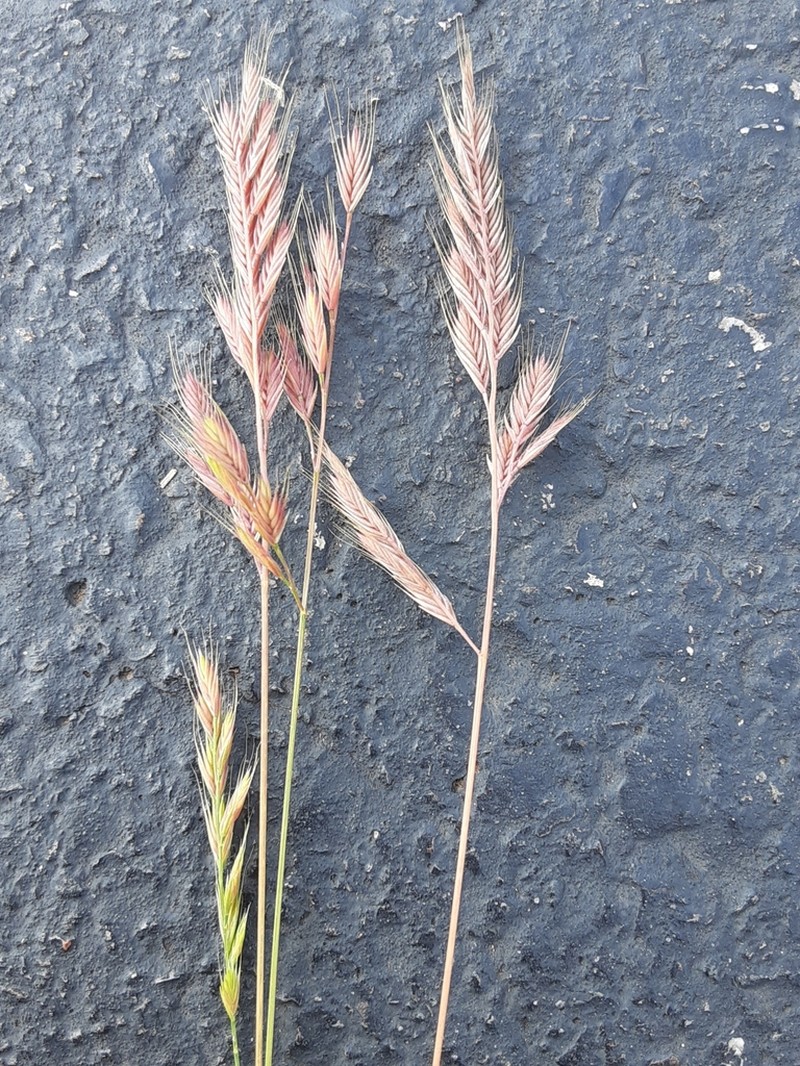 Sixweeks Fescue