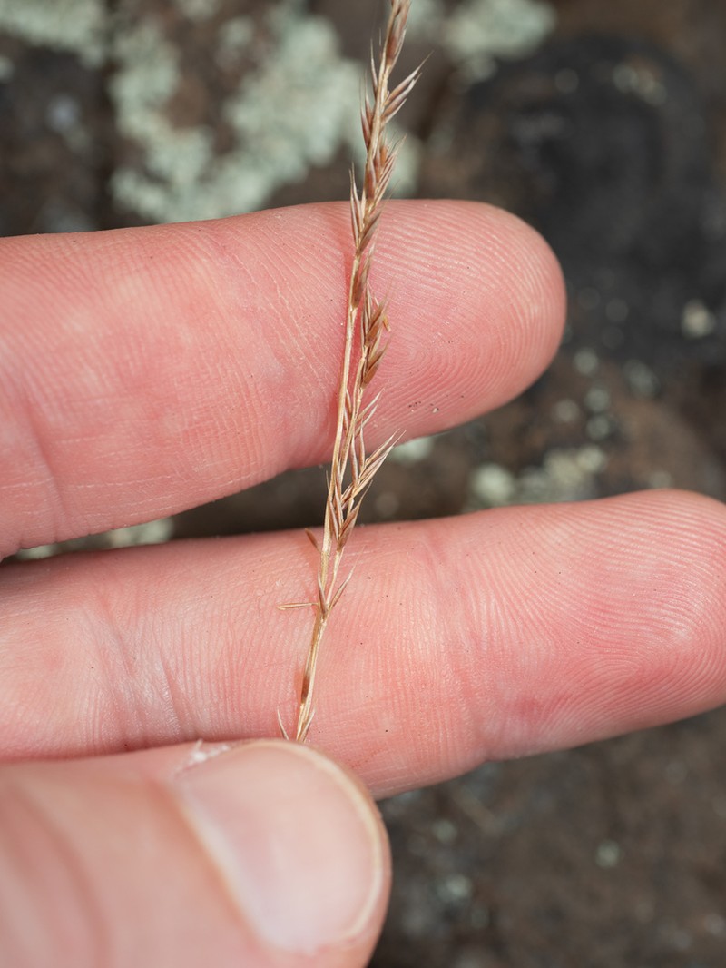 Sixweeks Fescue photo 2