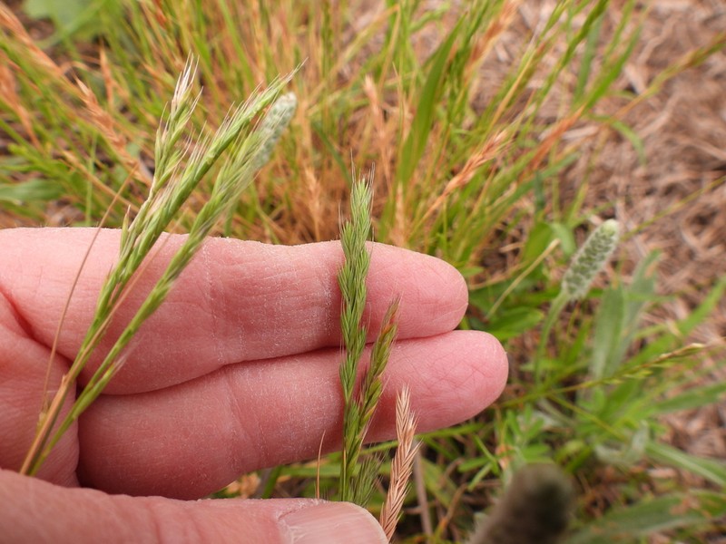 Sixweeks Fescue photo 3