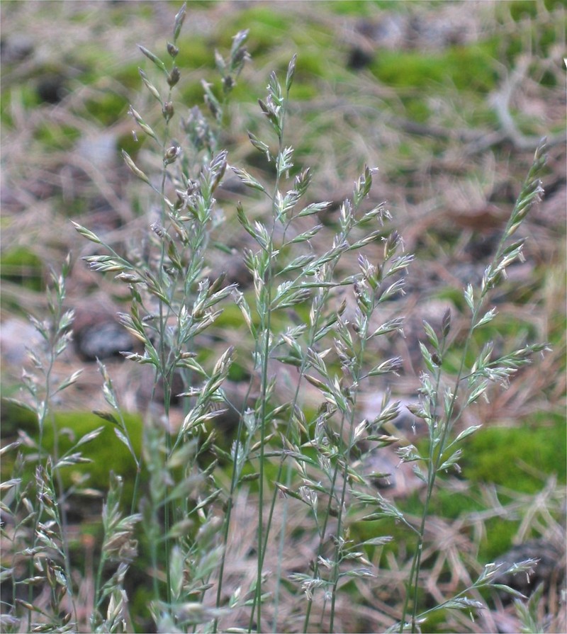 Sheep Fescue photo 2
