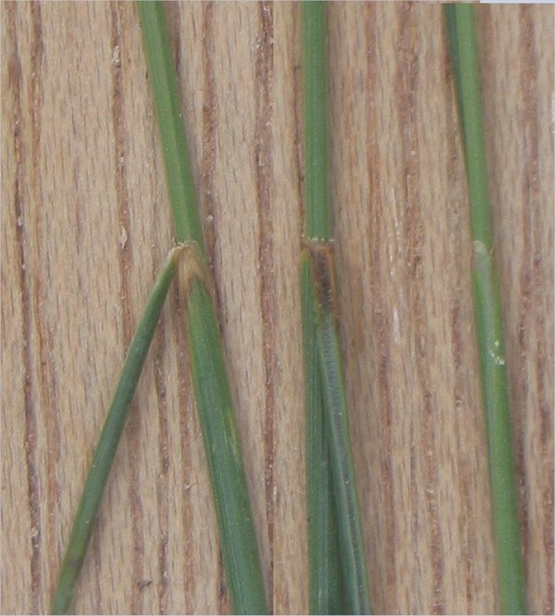 Sheep Fescue photo 4