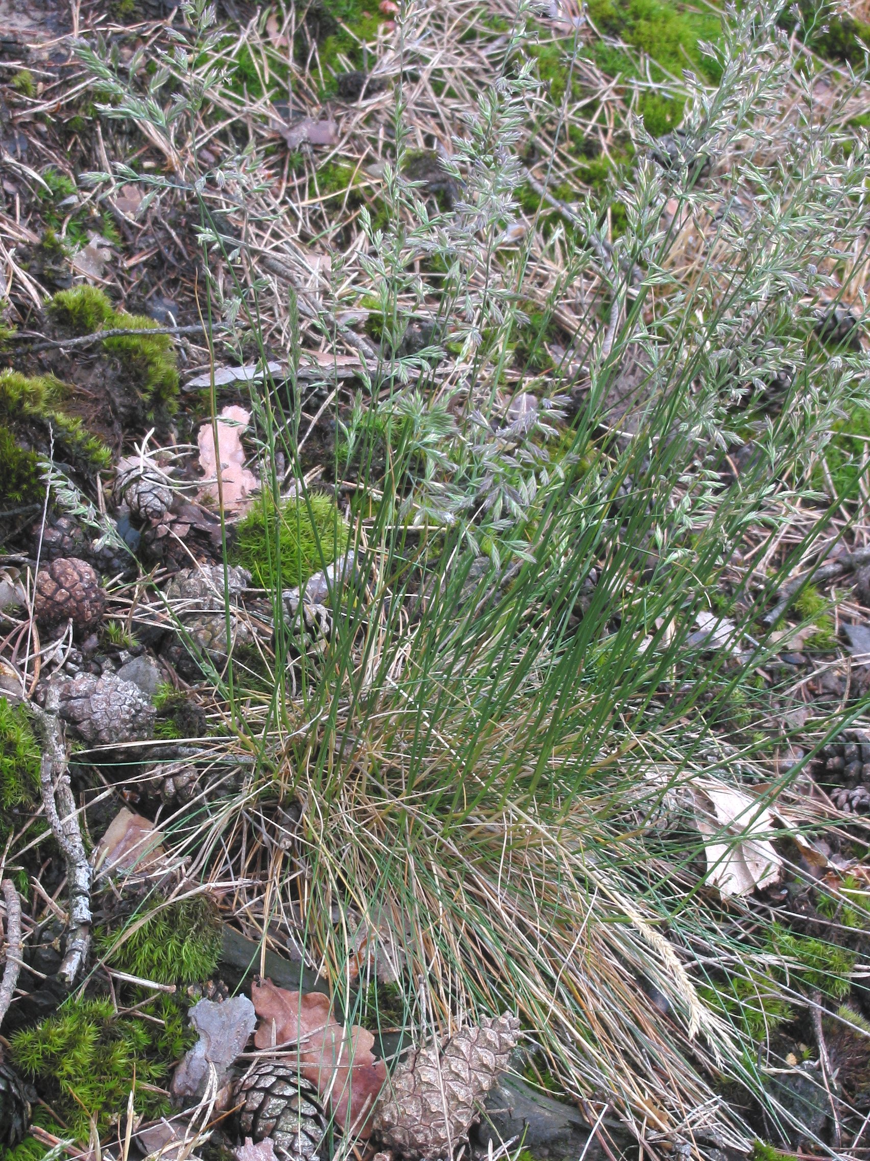 Sheep Fescue photo 5