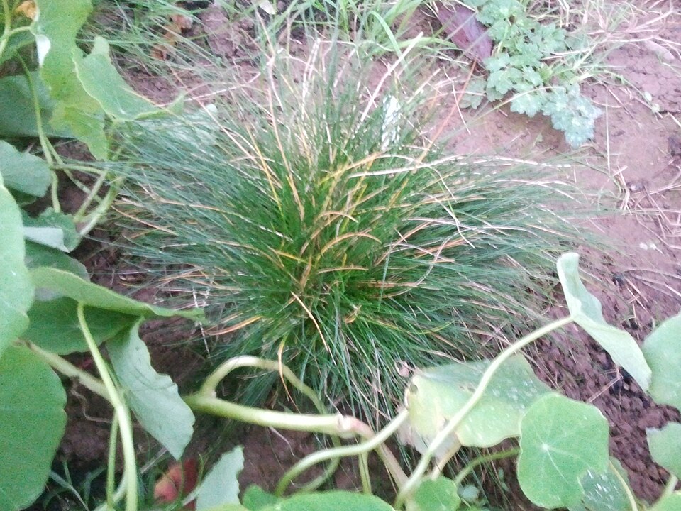 Sheep Fescue photo 6