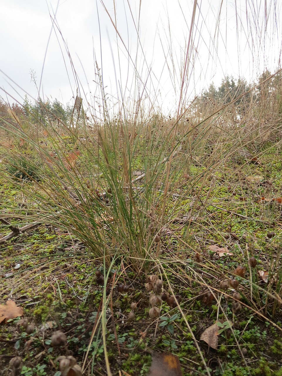 Sheep Fescue photo 7