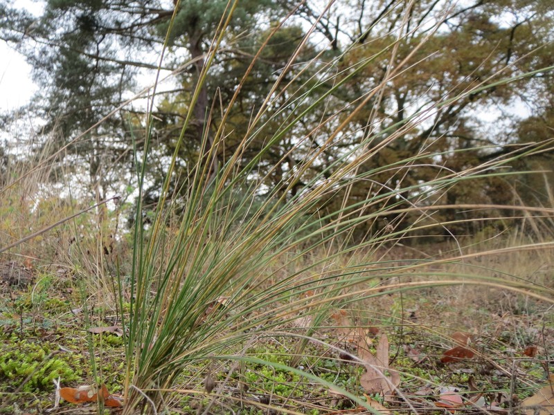 Sheep Fescue photo 8