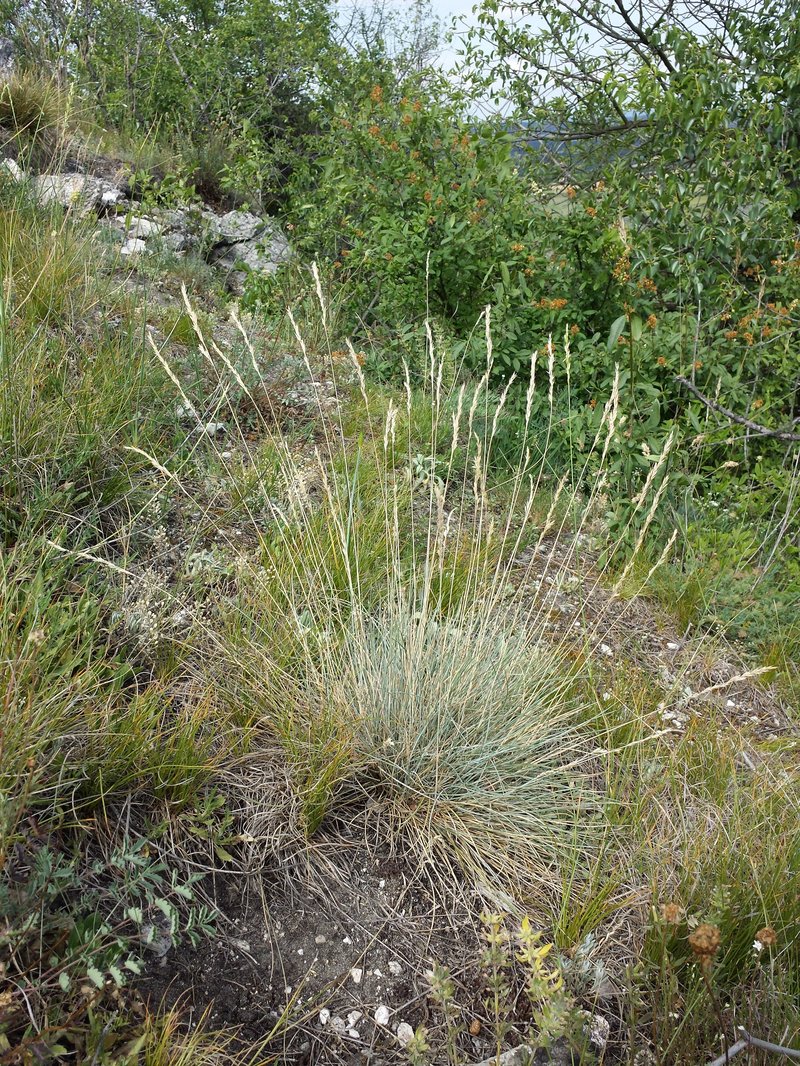Festuca pallens