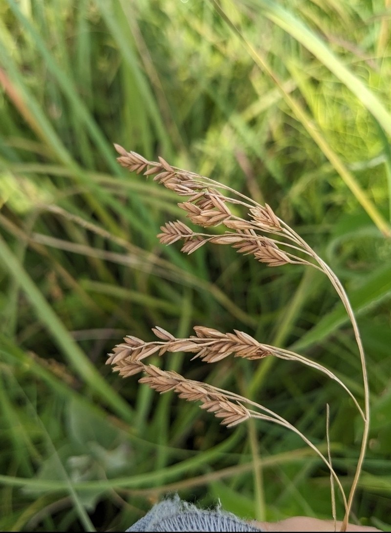 Clustered Fescue photo 3