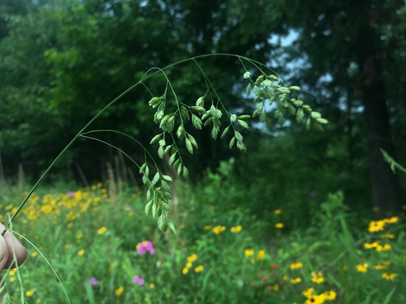 Clustered Fescue photo 6