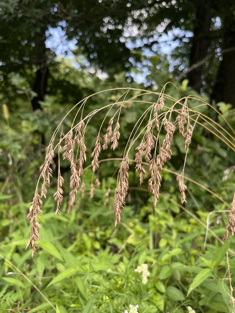 Clustered Fescue photo 8