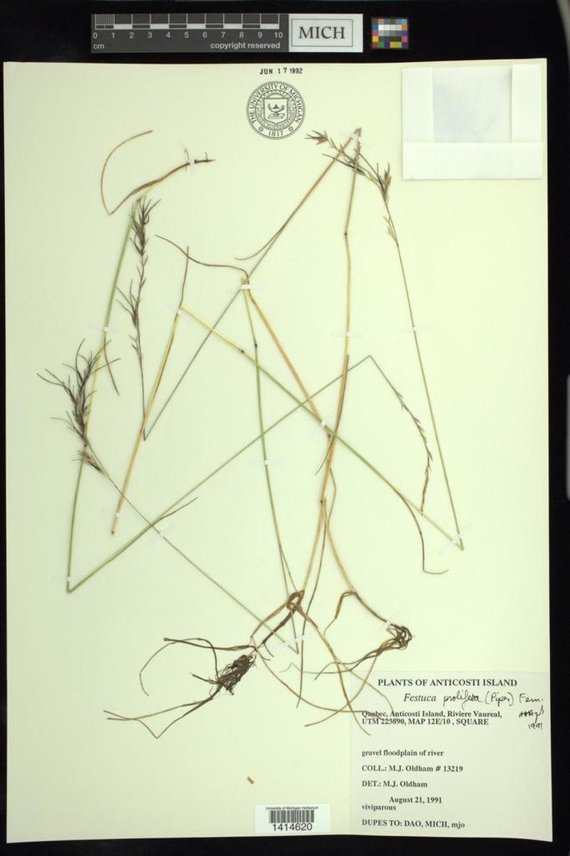 Festuca prolifera