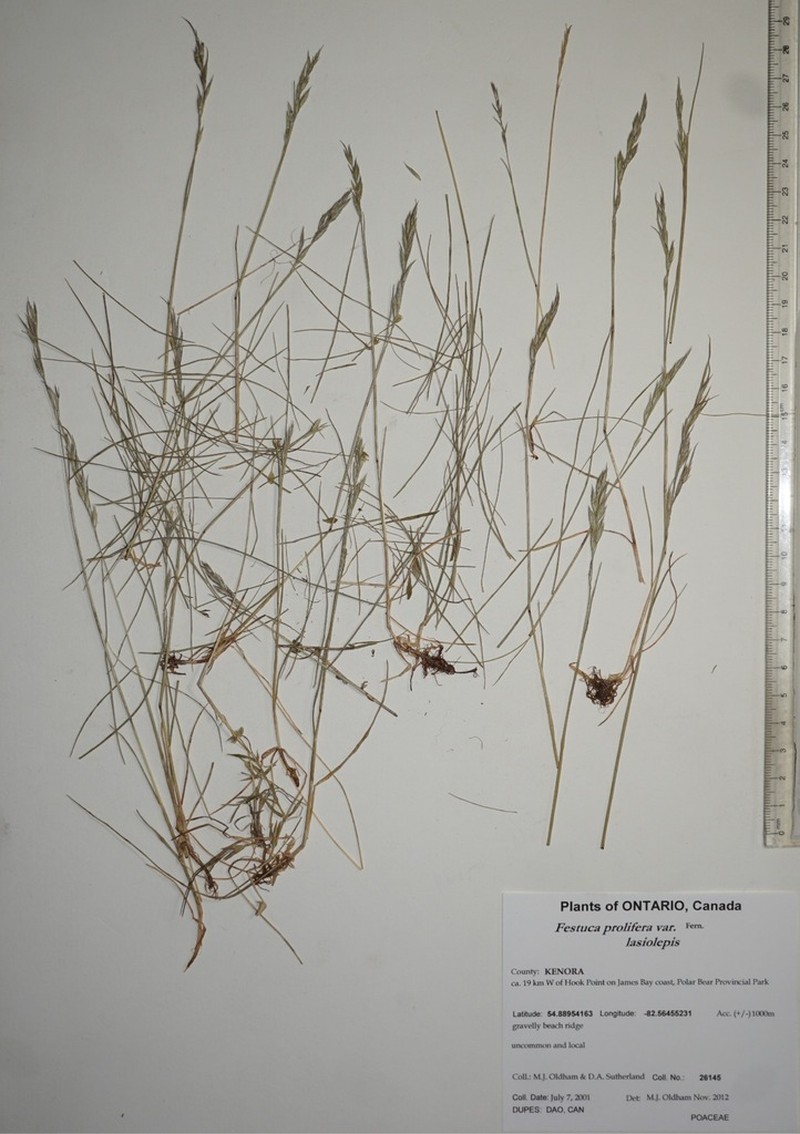 Festuca prolifera photo 2