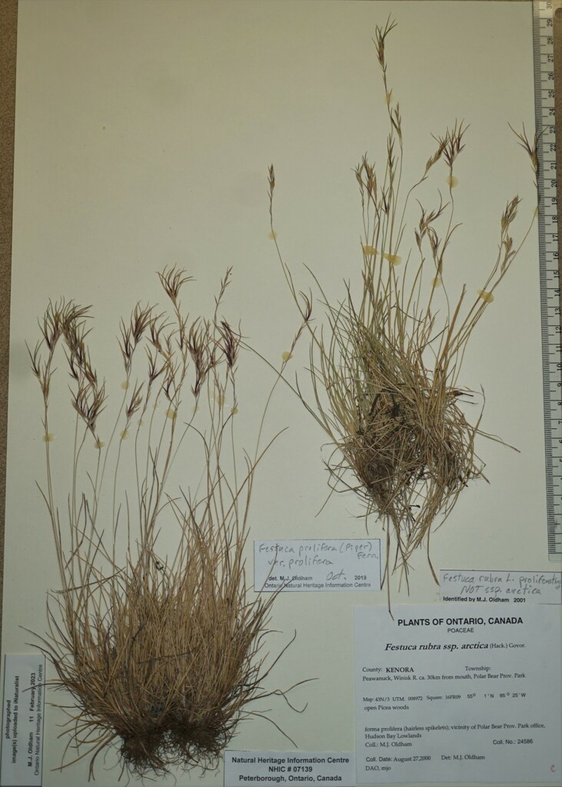 Festuca prolifera photo 3
