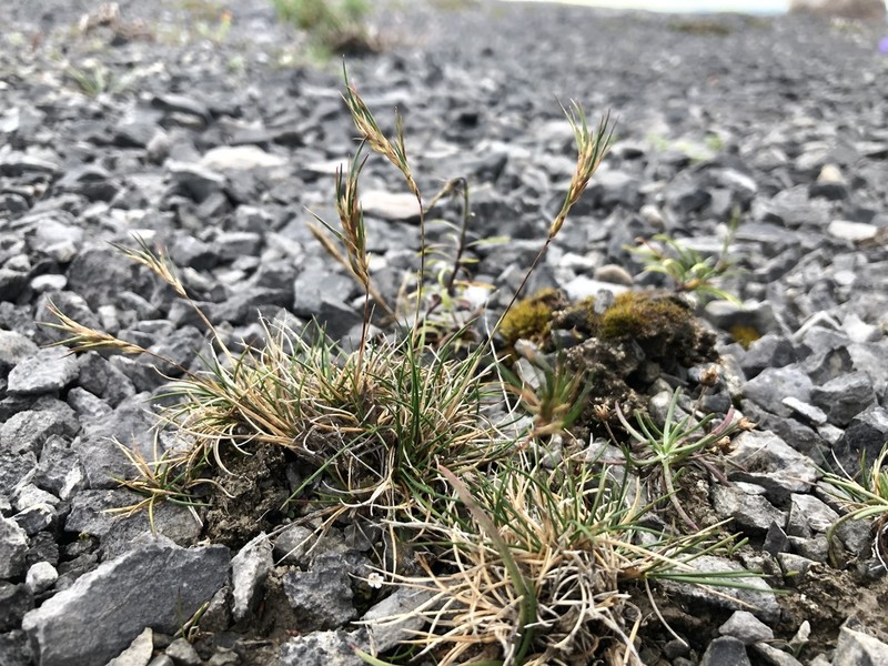 Festuca prolifera photo 4