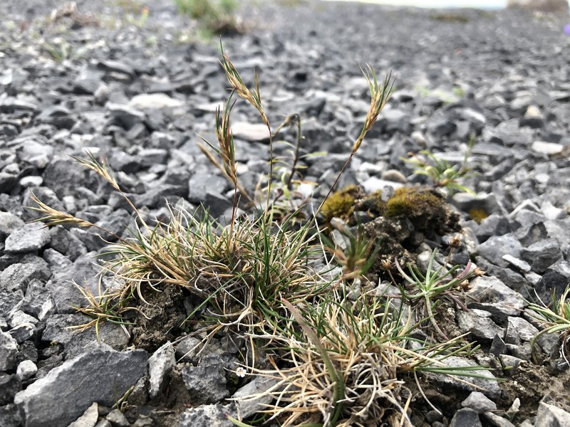 Festuca prolifera photo 5