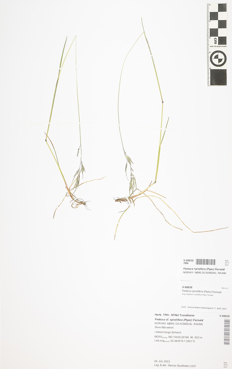 Festuca prolifera photo 6