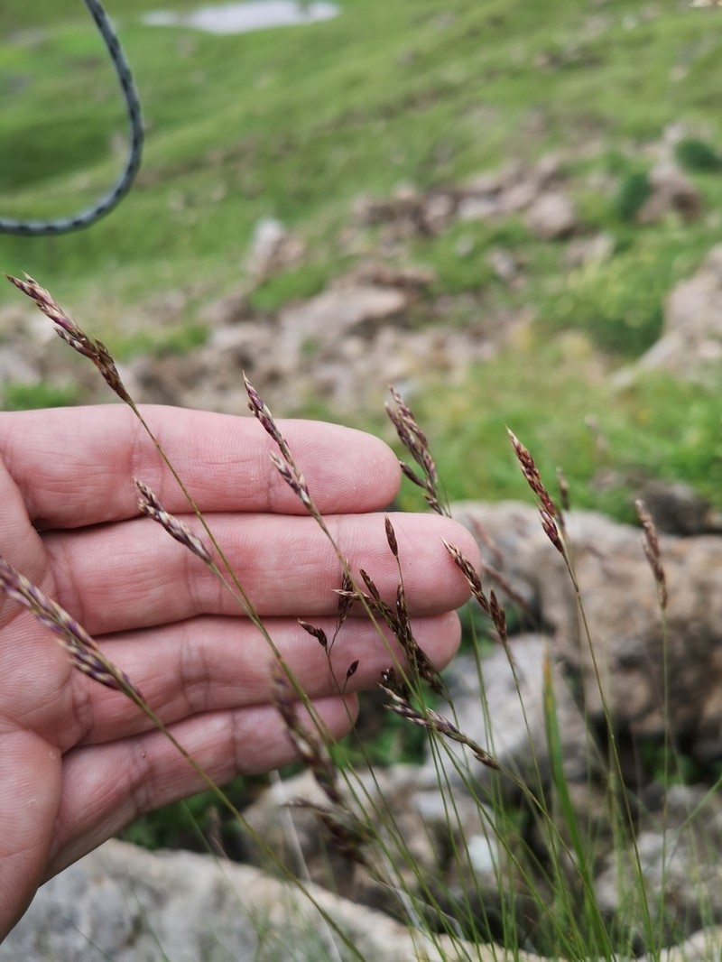 Squirreltail Fescue