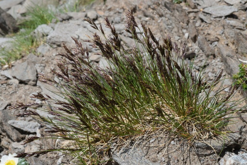 Squirreltail Fescue photo 3