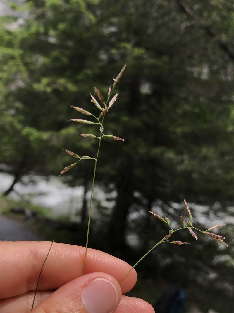 Squirreltail Fescue photo 5