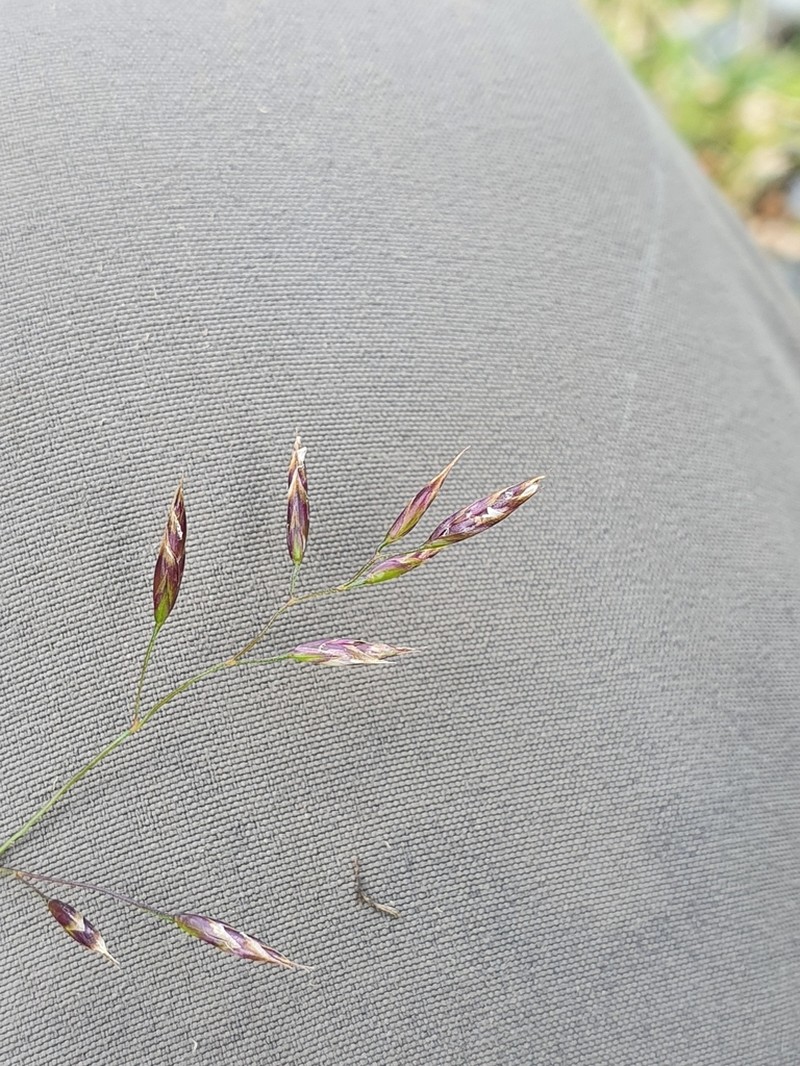 Squirreltail Fescue photo 7