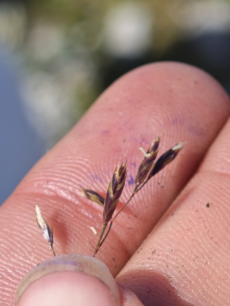 Squirreltail Fescue photo 8