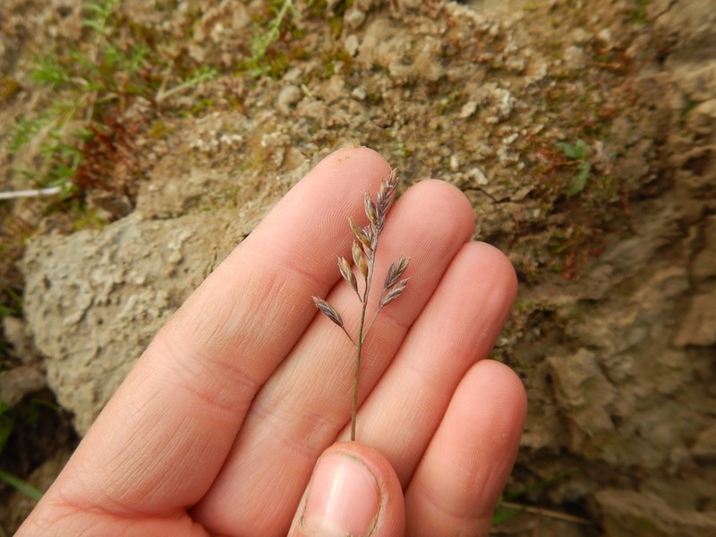 Festuca richardsonii