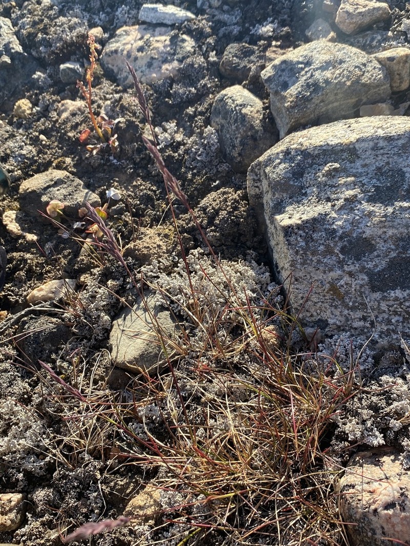 Festuca richardsonii photo 2