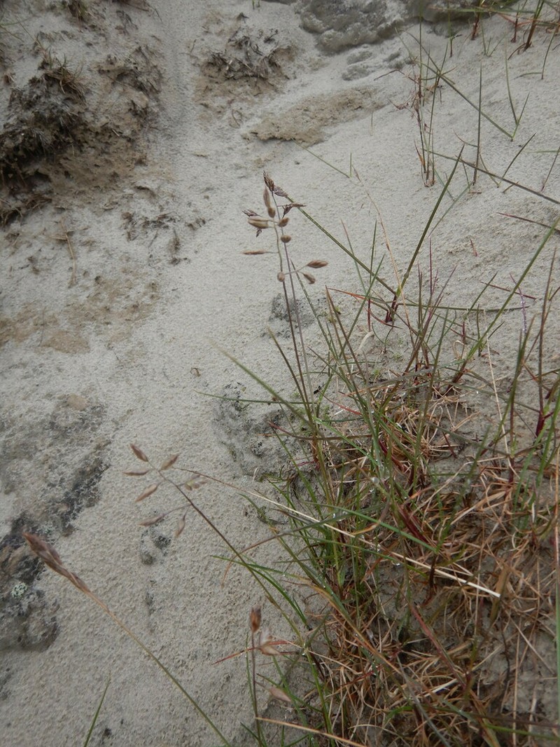 Festuca richardsonii photo 3