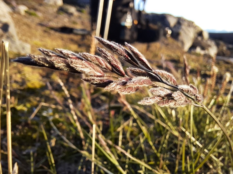 Festuca richardsonii photo 5