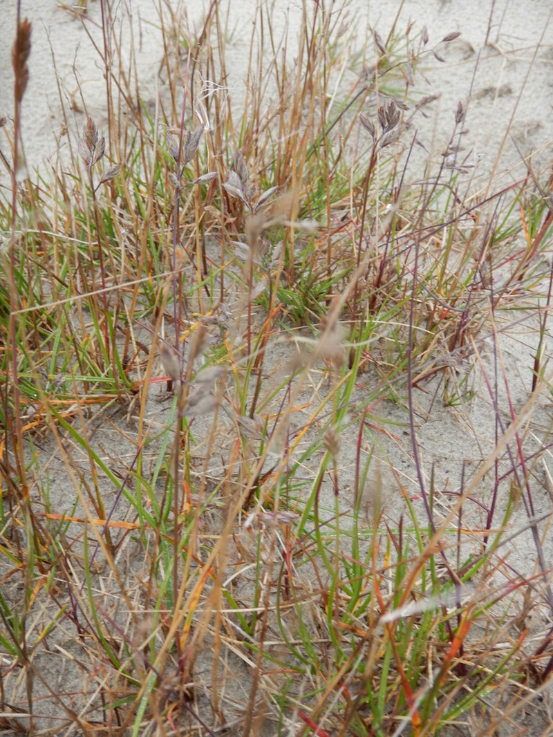 Festuca richardsonii photo 6