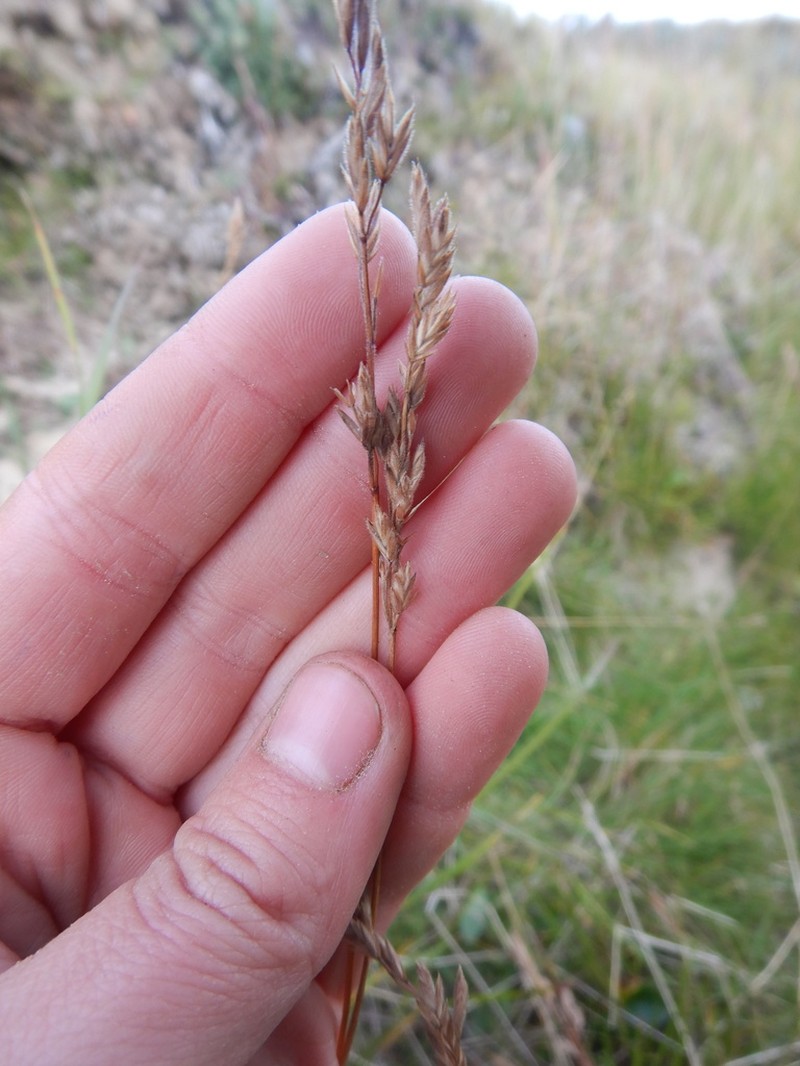 Festuca richardsonii photo 8