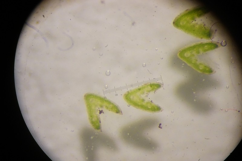 Festuca roemeri